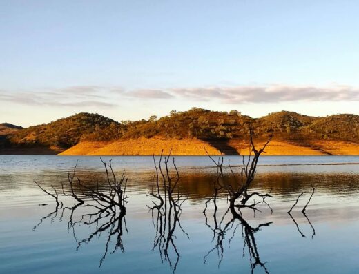 Dead trees reflected in the water of a lake.