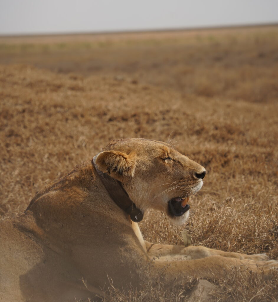 safari tanzania serengeti book now online campsaround