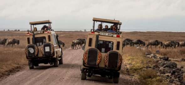 Two jeeps driving on a dirt road with a herd of wildebeest in the background during a safari in Tanzania.