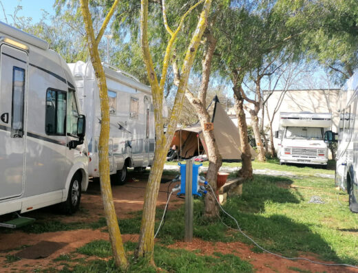 A group of rvs parked next to a tree.