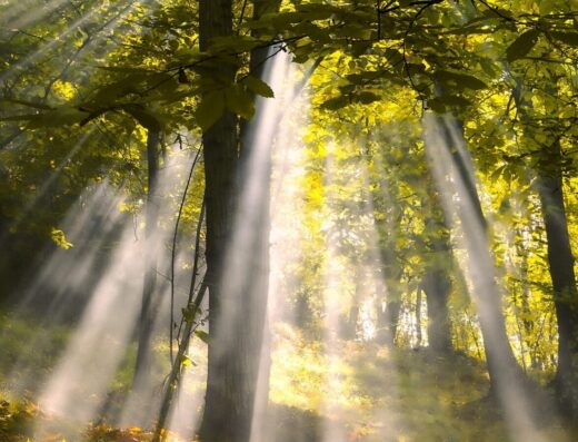 Rays of light shining through trees in a forest.