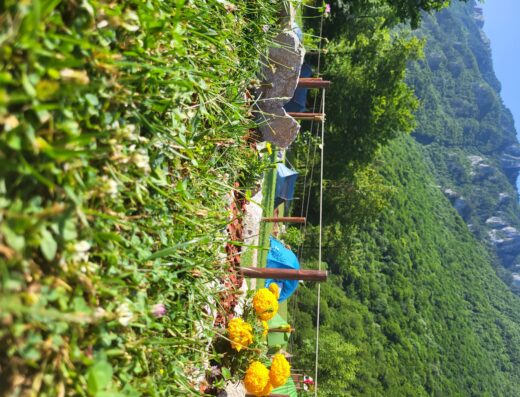 Camping tents set up in a grassy area with blooming flowers in the foreground and forested mountains in the background.