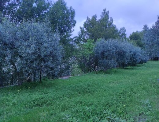 Olive trees interspersed in a lush green grassy landscape.