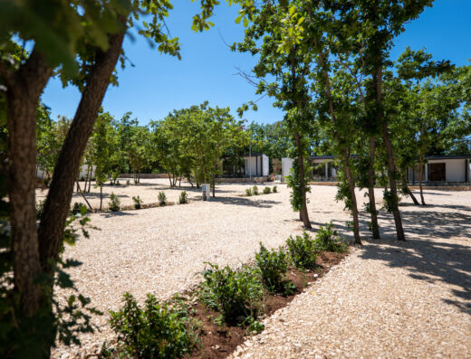 A landscaped garden with young trees and shrubs on a gravel bed, with modern buildings in the background on a sunny day.