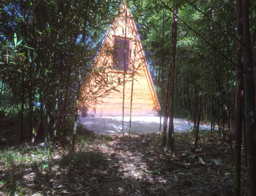 A small, A-frame wooden cabin with a window at the front, situated amidst tall, dense bamboo trees.