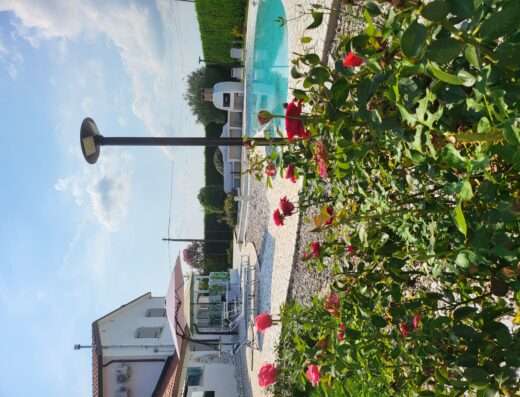 A backyard with a swimming pool, lounge chairs, umbrellas, and a barbecue area, bordered by blooming red roses and a white house under a partly cloudy sky.